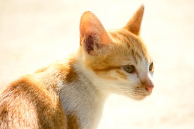 Turuncu bir kedinin sakin bakışları tetikte ve gözlemci olduğunu gösterir..