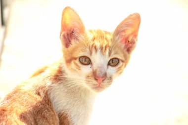 Turuncu bir kedinin sakin bakışları tetikte ve gözlemci olduğunu gösterir..