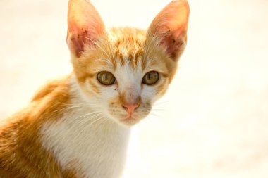 Turuncu bir kedinin sakin bakışları tetikte ve gözlemci olduğunu gösterir..