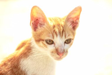 Turuncu bir kedinin sakin bakışları tetikte ve gözlemci olduğunu gösterir..