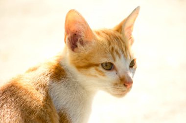 Turuncu bir kedinin sakin bakışları tetikte ve gözlemci olduğunu gösterir..