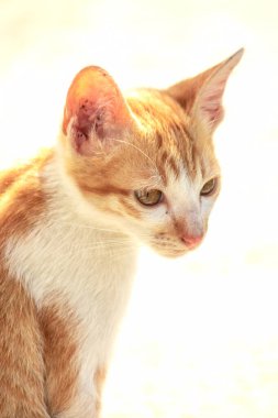 Turuncu bir kedinin sakin bakışları tetikte ve gözlemci olduğunu gösterir..