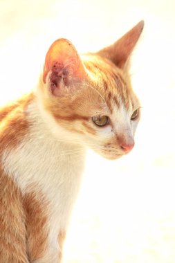 Turuncu bir kedinin sakin bakışları tetikte ve gözlemci olduğunu gösterir..