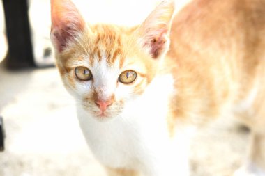 Turuncu bir kedinin sakin bakışları tetikte ve gözlemci olduğunu gösterir..