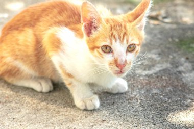 Turuncu bir kedinin sakin bakışları tetikte ve gözlemci olduğunu gösterir..