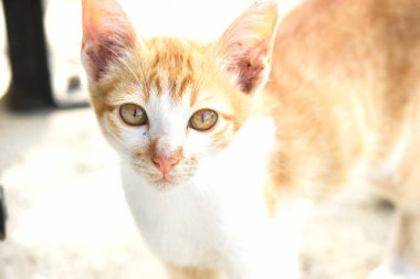 Turuncu bir kedinin sakin bakışları tetikte ve gözlemci olduğunu gösterir..