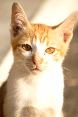 Turuncu bir kedinin sakin bakışları tetikte ve gözlemci olduğunu gösterir..