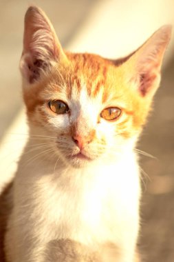Turuncu bir kedinin sakin bakışları tetikte ve gözlemci olduğunu gösterir..