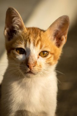 Turuncu bir kedinin sakin bakışları tetikte ve gözlemci olduğunu gösterir..