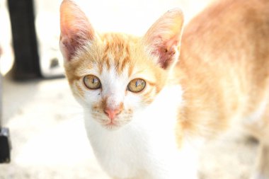 Turuncu bir kedinin sakin bakışları tetikte ve gözlemci olduğunu gösterir..