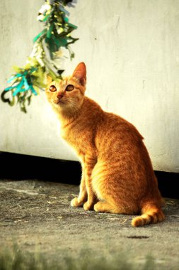 Turuncu kediler avlanma içgüdülerini canlandırmak için kurdele ya da iplik gibi nesnelerle oynarlar..