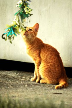 Turuncu kediler avlanma içgüdülerini canlandırmak için kurdele ya da iplik gibi nesnelerle oynarlar..