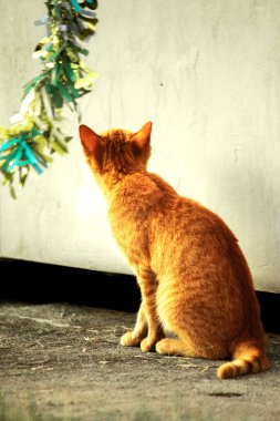 Turuncu kediler avlanma içgüdülerini canlandırmak için kurdele ya da iplik gibi nesnelerle oynarlar..
