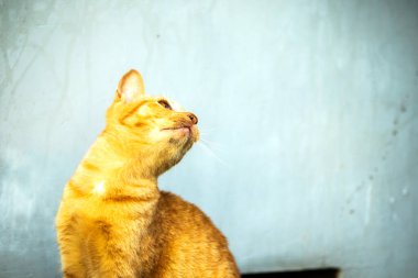 Turuncu kediler avlanma içgüdülerini canlandırmak için kurdele ya da iplik gibi nesnelerle oynarlar..