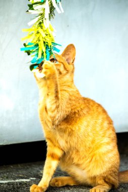 Turuncu kediler avlanma içgüdülerini canlandırmak için kurdele ya da iplik gibi nesnelerle oynarlar..