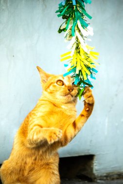 Turuncu kediler avlanma içgüdülerini canlandırmak için kurdele ya da iplik gibi nesnelerle oynarlar..