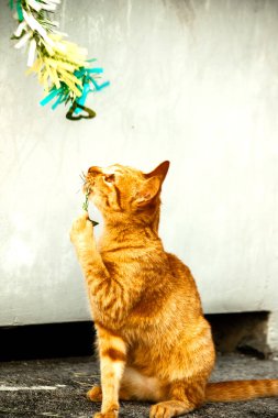 Turuncu kediler avlanma içgüdülerini canlandırmak için kurdele ya da iplik gibi nesnelerle oynarlar..