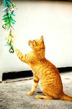Turuncu kediler avlanma içgüdülerini canlandırmak için kurdele ya da iplik gibi nesnelerle oynarlar..