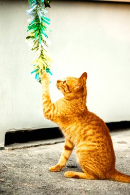 Turuncu kediler avlanma içgüdülerini canlandırmak için kurdele ya da iplik gibi nesnelerle oynarlar..