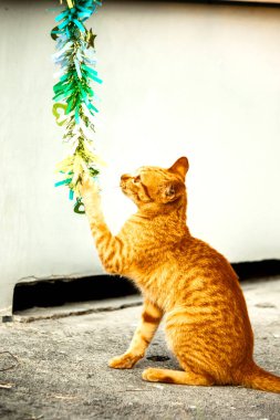 Turuncu kediler avlanma içgüdülerini canlandırmak için kurdele ya da iplik gibi nesnelerle oynarlar..