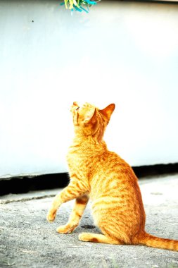 Turuncu kediler avlanma içgüdülerini canlandırmak için kurdele ya da iplik gibi nesnelerle oynarlar..