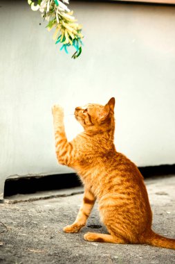 Turuncu kediler avlanma içgüdülerini canlandırmak için kurdele ya da iplik gibi nesnelerle oynarlar..