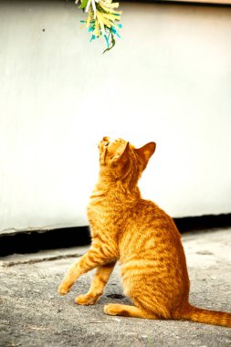 Turuncu kediler avlanma içgüdülerini canlandırmak için kurdele ya da iplik gibi nesnelerle oynarlar..