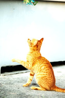 Turuncu kediler avlanma içgüdülerini canlandırmak için kurdele ya da iplik gibi nesnelerle oynarlar..