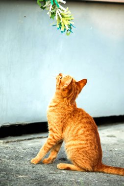 Turuncu kediler avlanma içgüdülerini canlandırmak için kurdele ya da iplik gibi nesnelerle oynarlar..