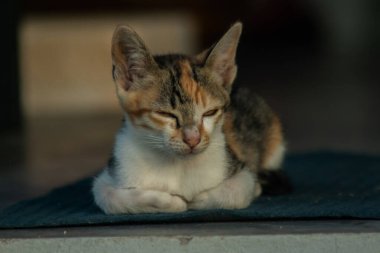 Calico yavruları, kendilerini güvende hissettiklerinde, hemen o bölgeyi bir yatağa çevirirler.