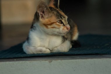 Calico yavruları, kendilerini güvende hissettiklerinde, hemen o bölgeyi bir yatağa çevirirler.