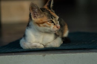 Calico yavruları, kendilerini güvende hissettiklerinde, hemen o bölgeyi bir yatağa çevirirler.