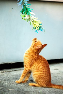 Turuncu kediler avlanma içgüdülerini canlandırmak için kurdele ya da iplik gibi nesnelerle oynarlar..