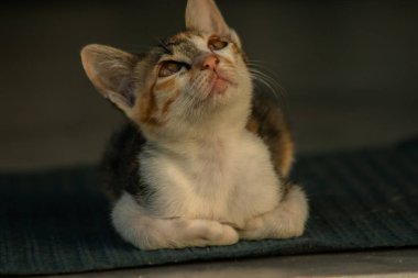 Calico yavruları, kendilerini güvende hissettiklerinde, hemen o bölgeyi bir yatağa çevirirler.