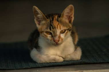 Calico yavruları, kendilerini güvende hissettiklerinde, hemen o bölgeyi bir yatağa çevirirler.