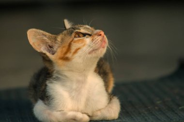 Calico yavruları, kendilerini güvende hissettiklerinde, hemen o bölgeyi bir yatağa çevirirler.