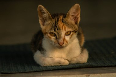 Calico yavruları, kendilerini güvende hissettiklerinde, hemen o bölgeyi bir yatağa çevirirler.