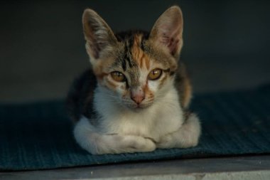 Calico yavruları, kendilerini güvende hissettiklerinde, hemen o bölgeyi bir yatağa çevirirler.