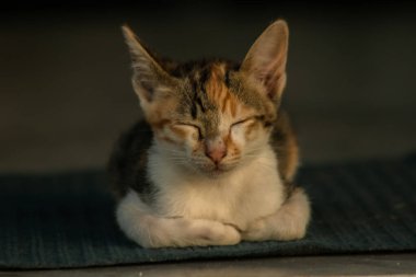 Calico yavruları, kendilerini güvende hissettiklerinde, hemen o bölgeyi bir yatağa çevirirler.