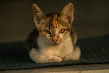 Calico yavruları, kendilerini güvende hissettiklerinde, hemen o bölgeyi bir yatağa çevirirler.