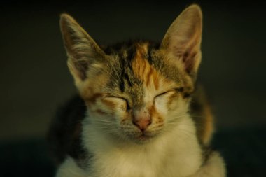 Calico yavruları, kendilerini güvende hissettiklerinde, hemen o bölgeyi bir yatağa çevirirler.