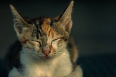 Calico yavruları, kendilerini güvende hissettiklerinde, hemen o bölgeyi bir yatağa çevirirler.