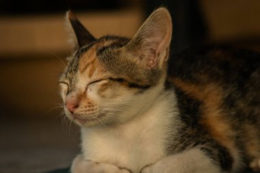 Calico yavruları, kendilerini güvende hissettiklerinde, hemen o bölgeyi bir yatağa çevirirler.