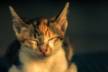 Calico yavruları, kendilerini güvende hissettiklerinde, hemen o bölgeyi bir yatağa çevirirler.