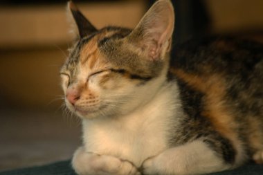 Calico yavruları, kendilerini güvende hissettiklerinde, hemen o bölgeyi bir yatağa çevirirler.