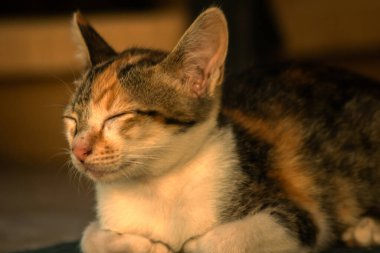 Calico yavruları, kendilerini güvende hissettiklerinde, hemen o bölgeyi bir yatağa çevirirler.