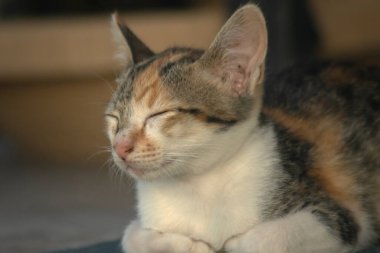 Calico yavruları, kendilerini güvende hissettiklerinde, hemen o bölgeyi bir yatağa çevirirler.