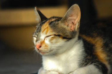 Calico yavruları, kendilerini güvende hissettiklerinde, hemen o bölgeyi bir yatağa çevirirler.