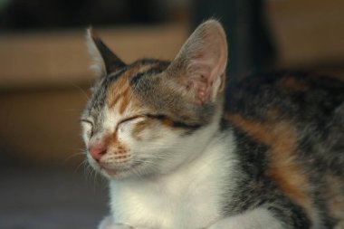 Calico yavruları, kendilerini güvende hissettiklerinde, hemen o bölgeyi bir yatağa çevirirler.