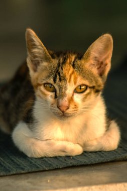 Calico yavruları, kendilerini güvende hissettiklerinde, hemen o bölgeyi bir yatağa çevirirler.